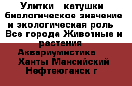 Улитки – катушки: биологическое значение и экологическая роль - Все города Животные и растения » Аквариумистика   . Ханты-Мансийский,Нефтеюганск г.